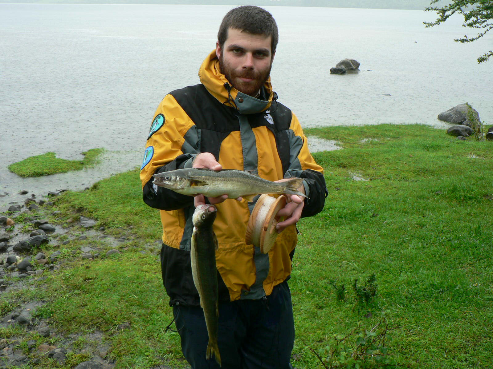 (Odontesthes) Род ОДОНТЕСТЫ, ПЕХЕРЕИ 20 видов